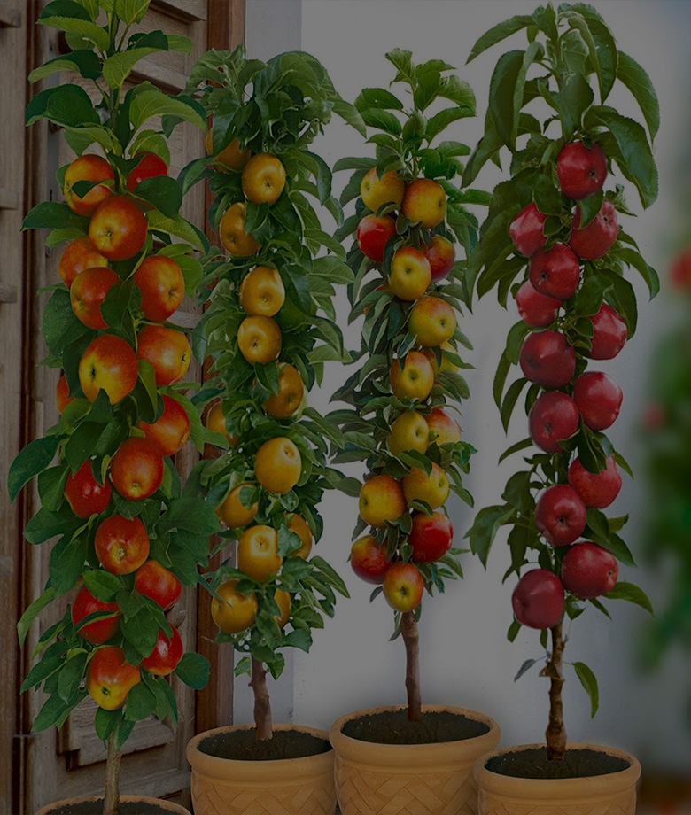 piante_da_frutto